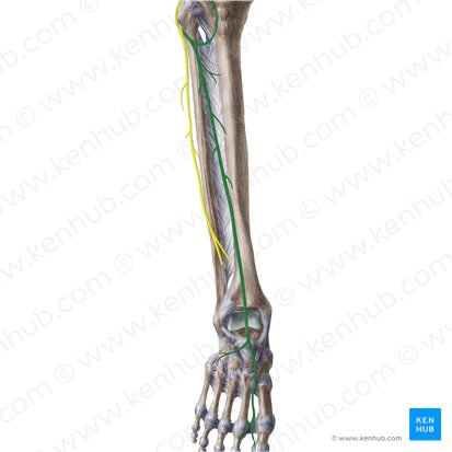 Nervio fibular profundo (Nervus fibularis profundus); Imagen: Liene Znotina