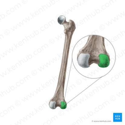 Condylus lateralis ossis femoris (Äußerer Gelenkknorren des Oberschenkelknochens); Bild: Liene Znotina
