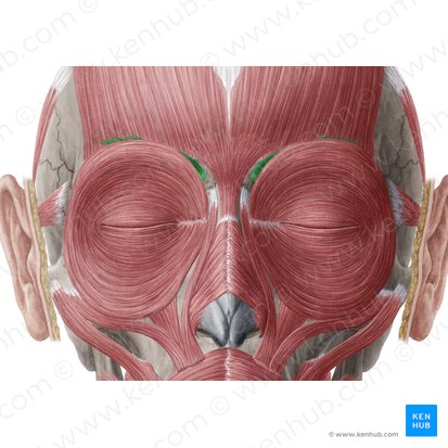 Musculus corrugator supercilii (Stirnrunzler); Bild: Yousun Koh