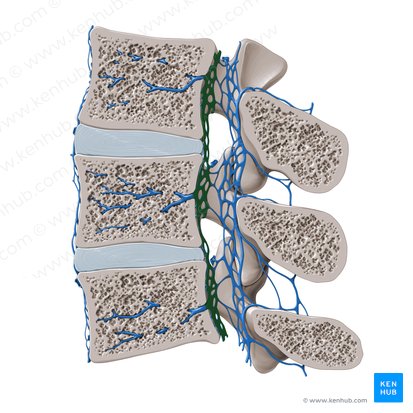 Anterior internal vertebral venous plexus (Plexus venosus vertebralis internus anterior); Image: Paul Kim