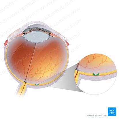 Fóvea central (Fovea centralis); Imagen: Paul Kim