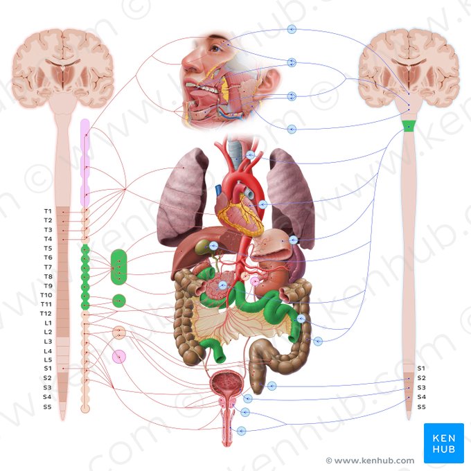 Intestinum tenue (Dünndarm); Bild: Paul Kim