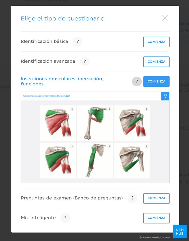 Aprende la anatomía de los músculos con cuestionarios interactivos