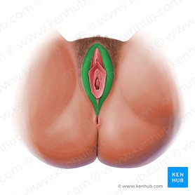 Labio mayor de la vulva (Labium majus vulvae); Imagen: Paul Kim