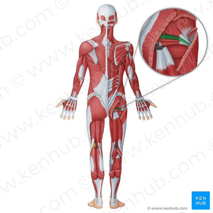 Músculo gêmeo superior (Musculus gemellus superior); Imagem: Irina Münstermann