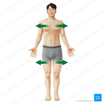 Lateral (Lateralis); Imagen: Paul Kim