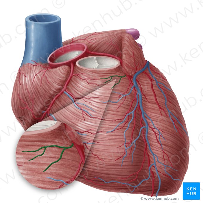 Conal branch of anterior interventricular artery (Ramus coni arteriosi arteriae interventricularis anterioris); Image: Yousun Koh