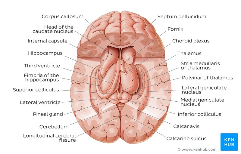Thalamus and related structures - superior view
