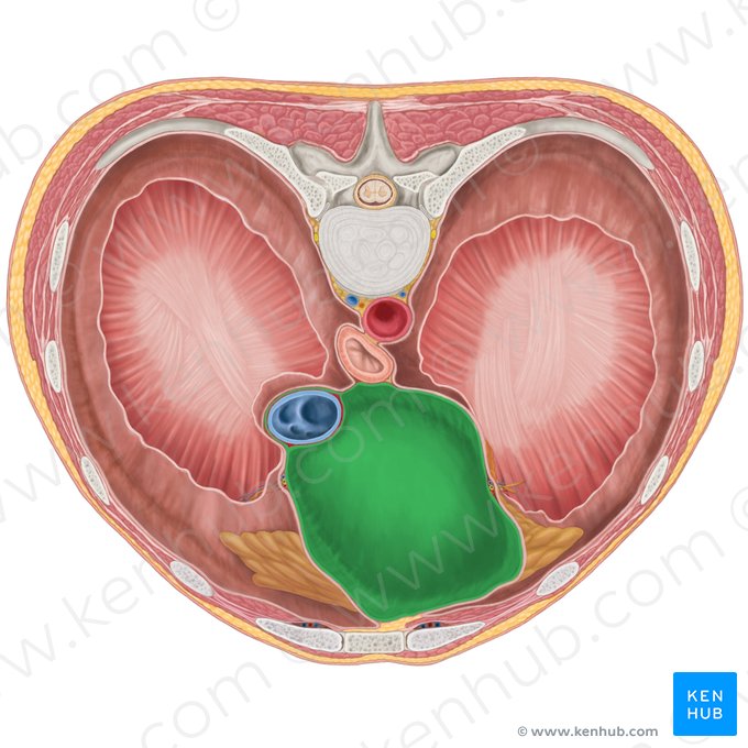 Pericárdio (Pericardium); Imagem: Brendon Farley