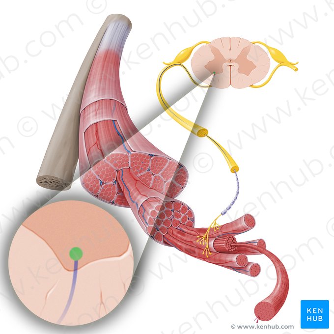 Corpo do neurônio motor (Soma motoneuronis); Imagem: Paul Kim