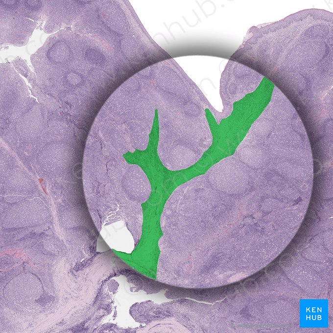 Submucosa (Tela submucosa); Imagen: 