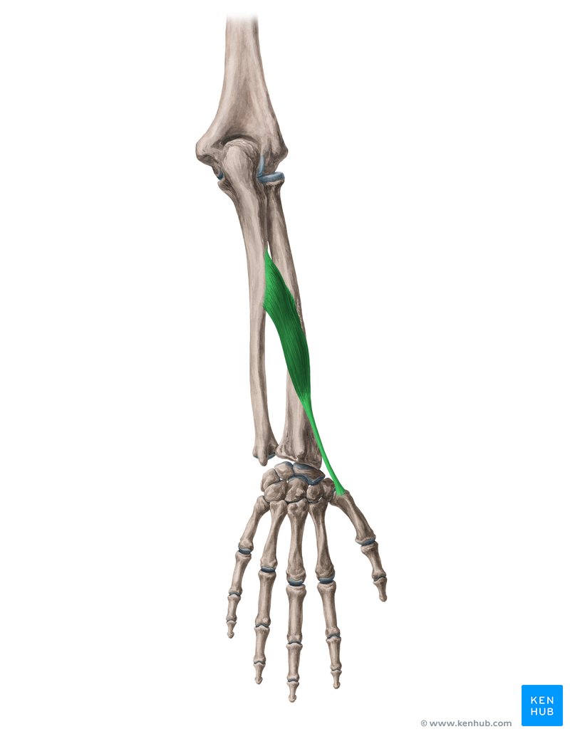 Abductor pollicis longus muscle (Musculus abductor pollicis longus)