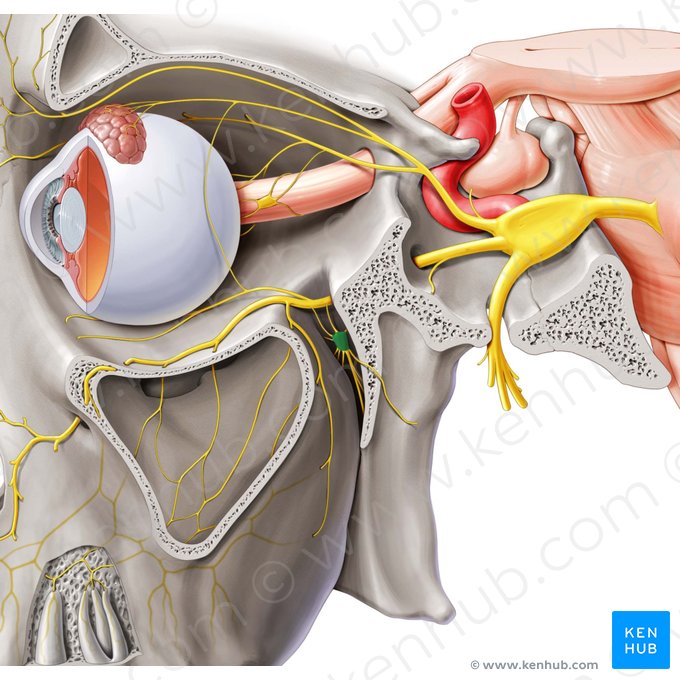 Ganglion pterygopalatinum (Flügelgaumenganglion); Bild: Paul Kim