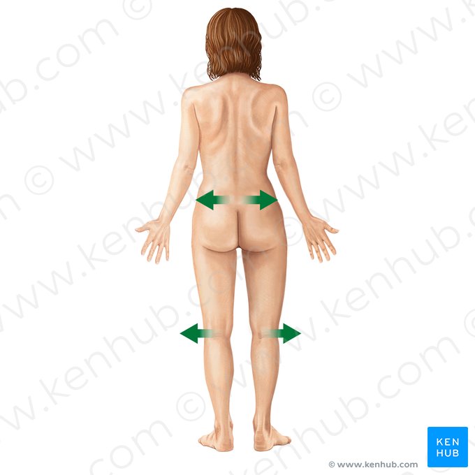 Lateral (Lateralis); Imagen: Irina Münstermann