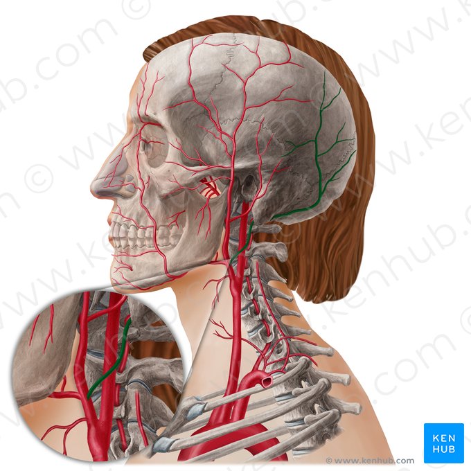 Occipital artery (Arteria occipitalis); Image: Yousun Koh