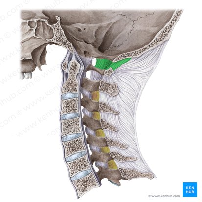 Posterior atlantooccipital membrane (Membrana atlantooccipitalis posterior); Image: Liene Znotina