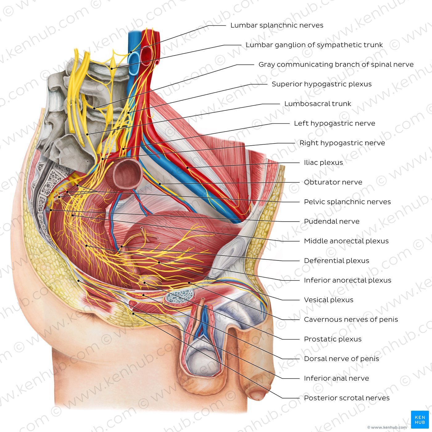 Nerves of the male pelvis
