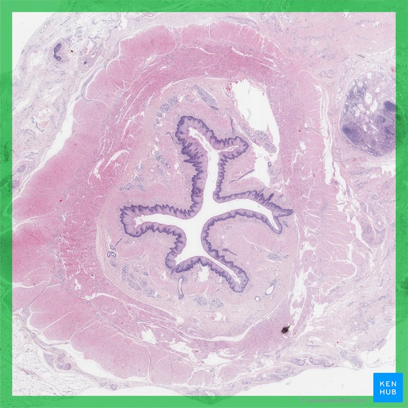 Esophagus - histological slide