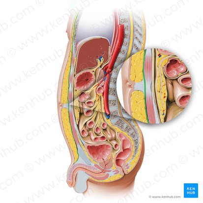 Fascia de revestimiento abdominal (Stratum membranosum telae subcutanei abdominis); Imagen: Paul Kim