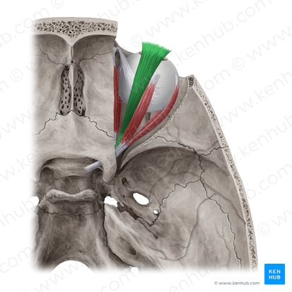 Músculo levantador da pálpebra superior (Musculus levator palpebrae superioris); Imagem: Yousun Koh