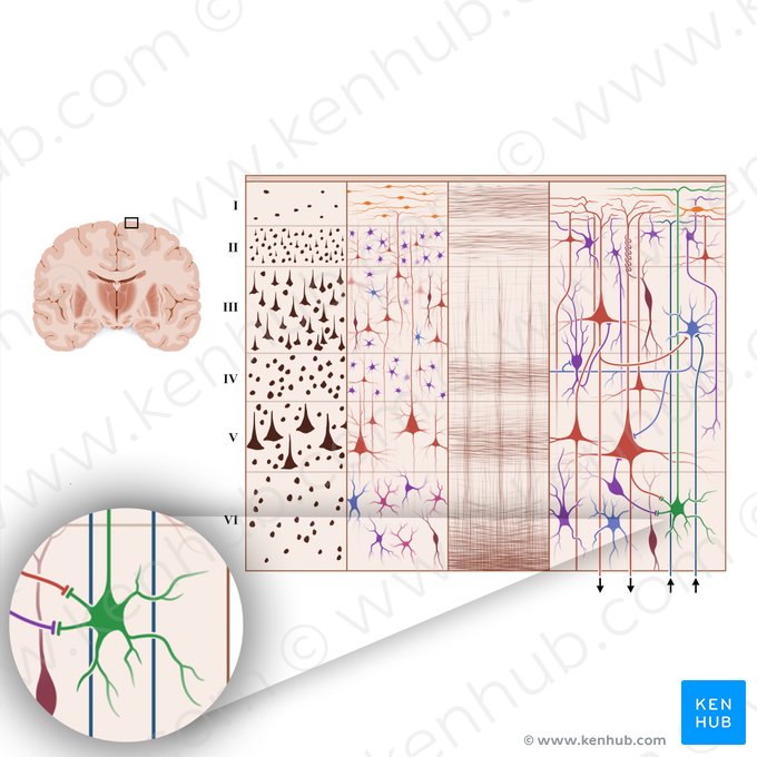 Neuron pyramidale inversum (Cellula Martinotti) (Martinotti-Zelle); Bild: Paul Kim