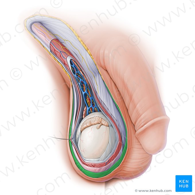Dartos fascia of scrotum (Tunica darta scroti); Image: Paul Kim