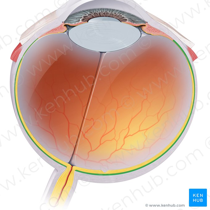 Choroid (Choroidea); Image: Paul Kim