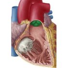 Pulmonary valve