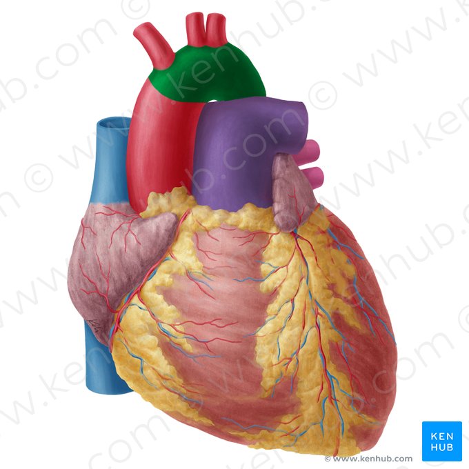 Aortic arch (Arcus aortae); Image: Yousun Koh