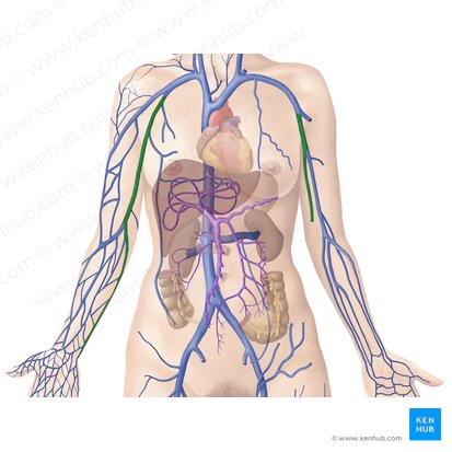 Anatomy of the Lip • Muscles, Nerves, Arteries, Function