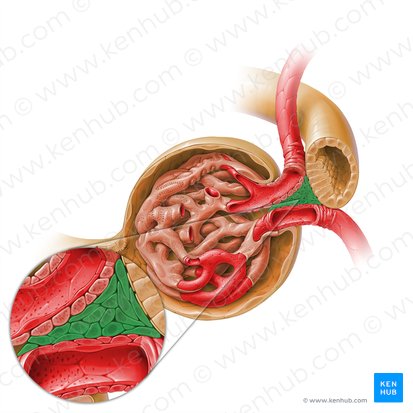 Células mesangiales extraglomerulares (Mesangiocytus extraglomerularis); Imagen: Paul Kim