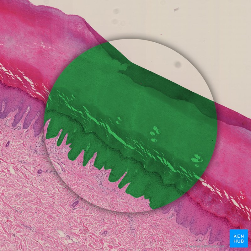 Stratified squamous keratinizing epithelium - histological slide