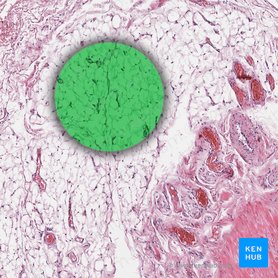 Adipose tissue: Definition, location, function | Kenhub