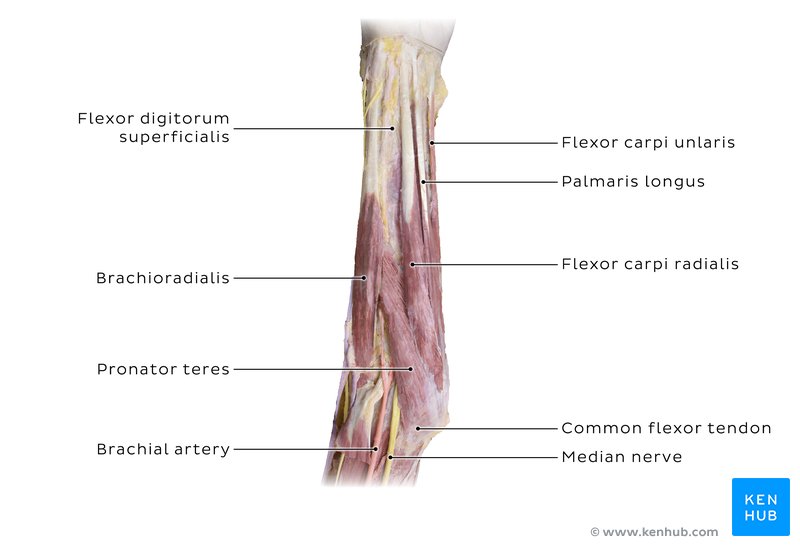 Superficial flexors of the forearm