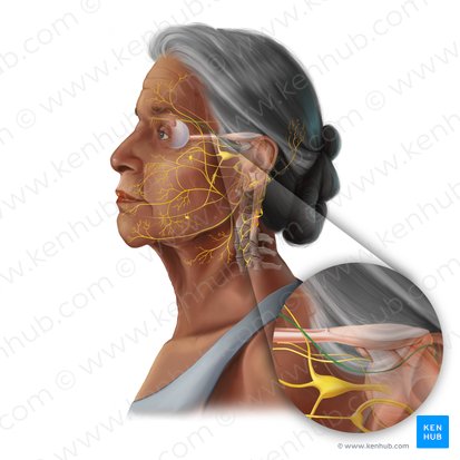 Trochlear nerve (Nervus trochlearis); Image: Tal Bavli Ziv