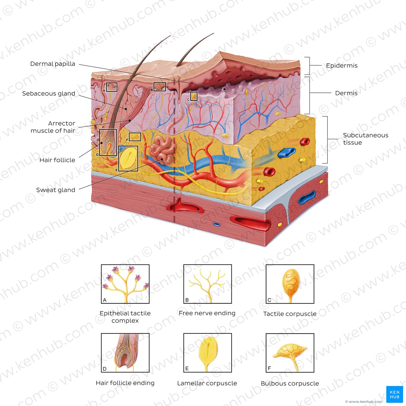 Pacinian (lamellar) corpuscles: structure and function | Kenhub