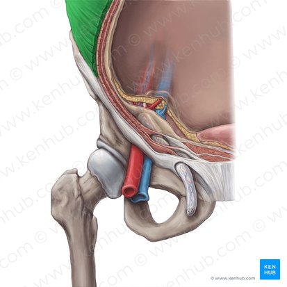 External abdominal oblique muscle (Musculus obliquus externus abdominis); Image: Hannah Ely