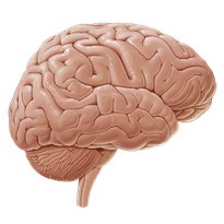 Cerebrum