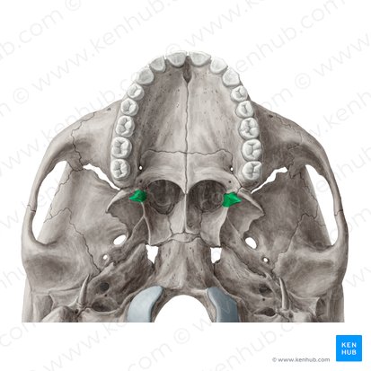 Pterygoid hamulus of sphenoid bone (Hamulus pterygoideus ossis sphenoidalis); Image: Yousun Koh