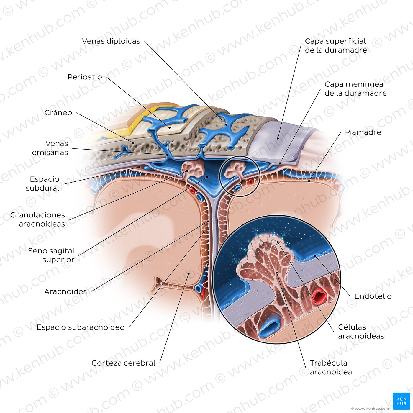 Visión general de las meninges craneales y las granulaciones aracnoideas
