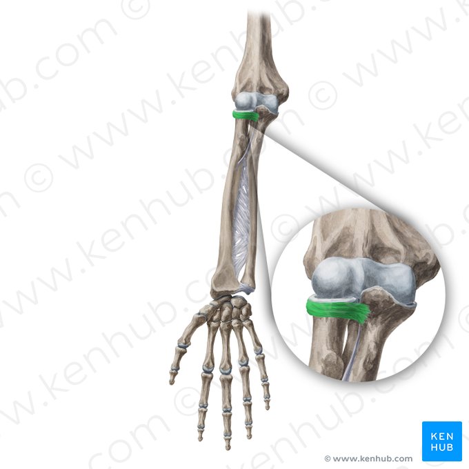 Ligamentum anulare radii (Ringband der Speiche); Bild: Yousun Koh