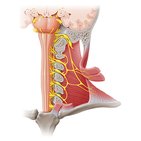 Accessory nerve (CN XI)
