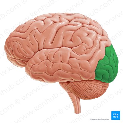 Lóbulo occipital (Lobus occipitalis); Imagen: Paul Kim