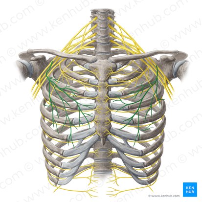 Lateral pectoral nerve (Nervus pectoralis lateralis); Image: Yousun Koh