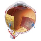 Blood vessels of the eyeball