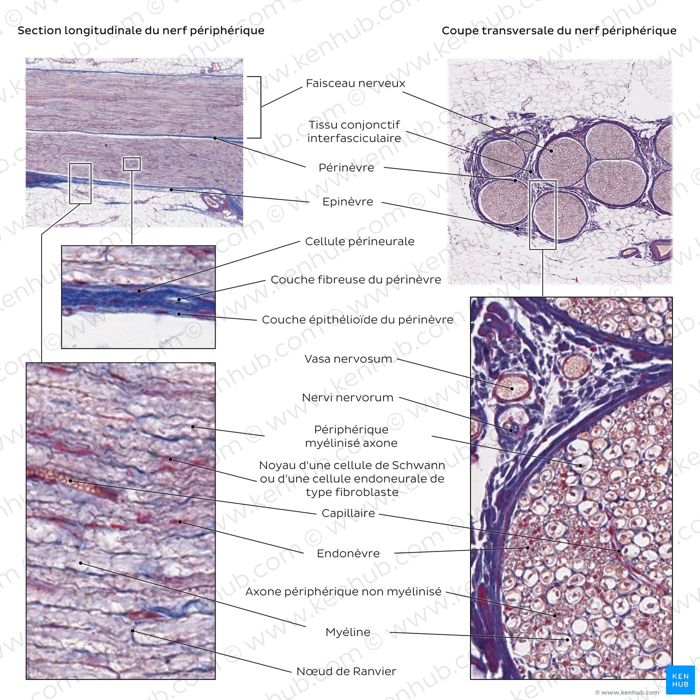 Peripheral nerve histology