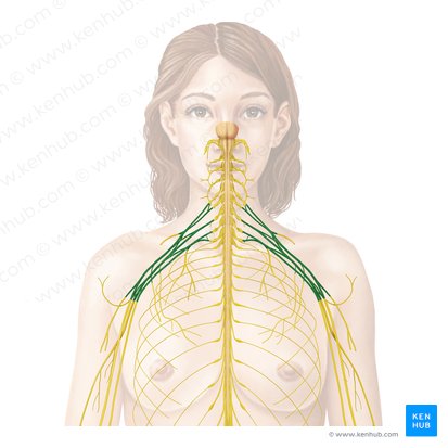 Plexus brachialis (Armgeflecht); Bild: Begoña Rodriguez