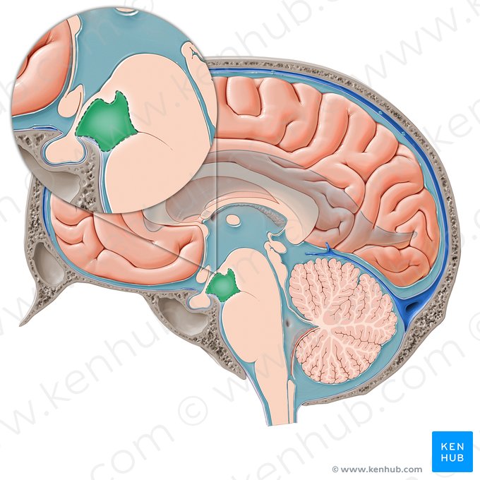 Interpeduncular cistern (Cisterna interpeduncularis); Image: Paul Kim