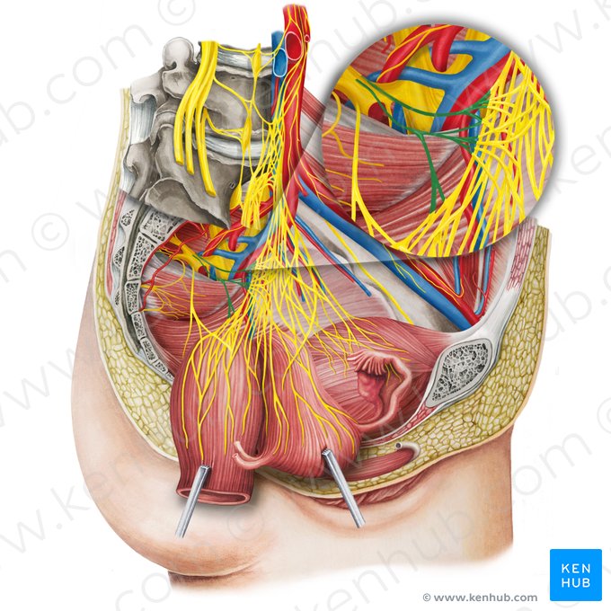 Pelvic splanchnic nerves (Nervi splanchnici pelvici); Image: Irina Münstermann