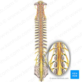 Nervos espinais L1-L4 (Nervi spinales L1-L4); Imagem: Rebecca Betts